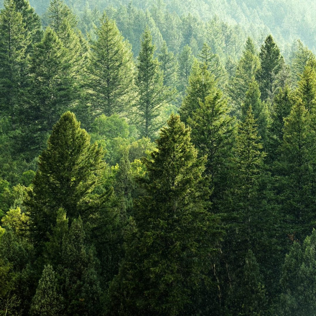 Forest Rain Storm with Drops Falling and Lush Trees